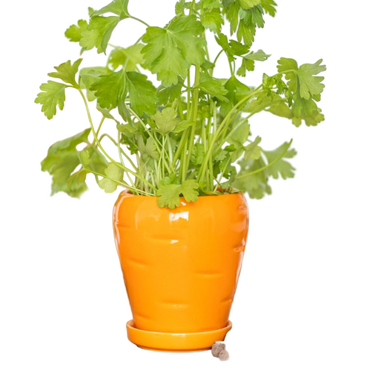 Carrot Shaped Plant Pot with Parsley Seed Balls